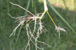 Itchgrass